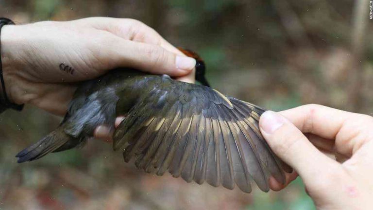 Climate change may put flight in peril for a lot of birds